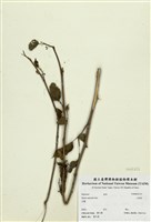 藏品(小桑樹)的圖片